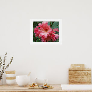 Affiche Fleur de Rhododendron rose Photographie