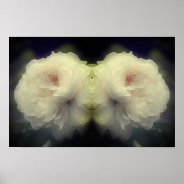 Affiche Fleur de rose blanche dans le miroir en fleurs com (Devant)