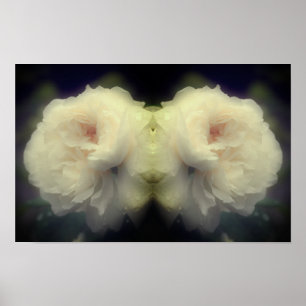 Affiche Fleur de rose blanche en pleine floraison miroir a