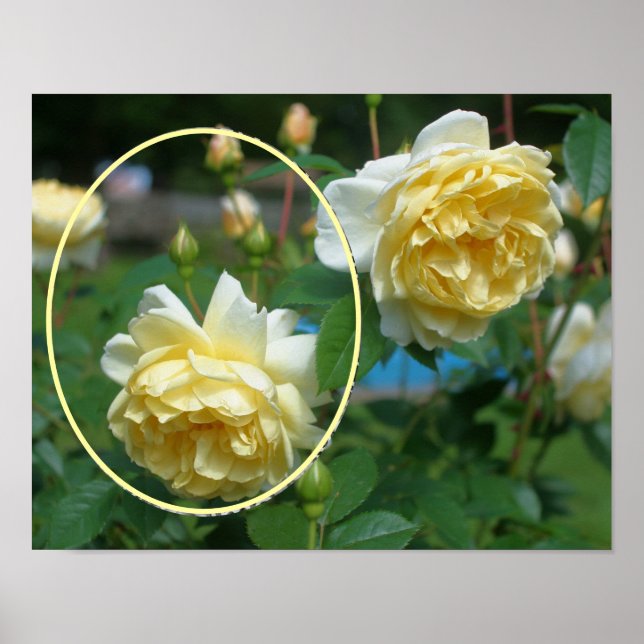 Affiche Fleur de rose jaune Créez votre propre photo (Devant)