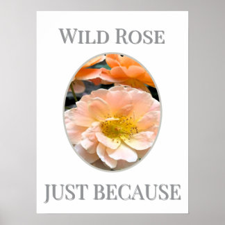 Affiche Fleur de rose sauvage