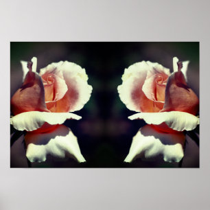 Affiche Fleur de Rosier Bourgeon Rose Miroir Nature Art