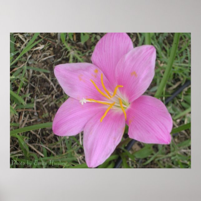 Affiche Fleur de Sainte-Croix (Devant)