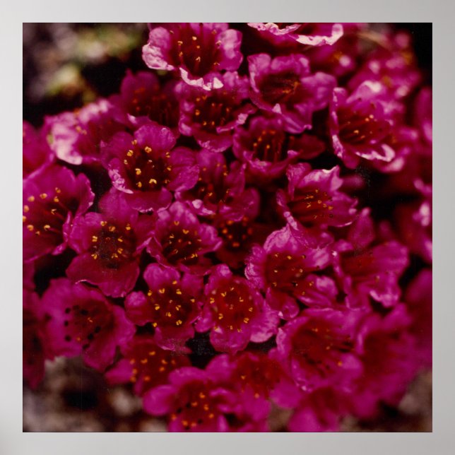 Affiche Fleur de saxifrage pourpre Arctique Oliktok Alaska (Devant)