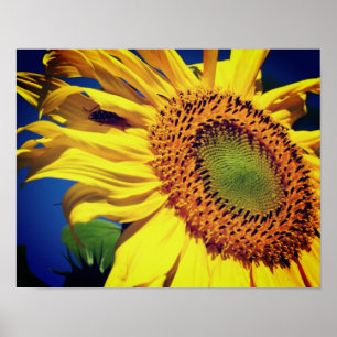 Affiche Fleur De Soleil Jaune Géante Et Ami Des Insectes