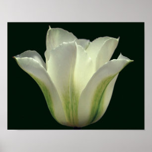 Affiche Fleur de tulipe à rayures vertes