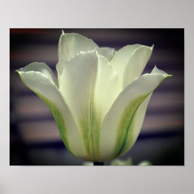 Affiche Fleur de tulipe à rayures vertes (Devant)