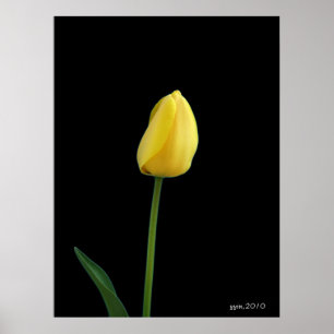 Affiche fleur de tulipe jaune simple