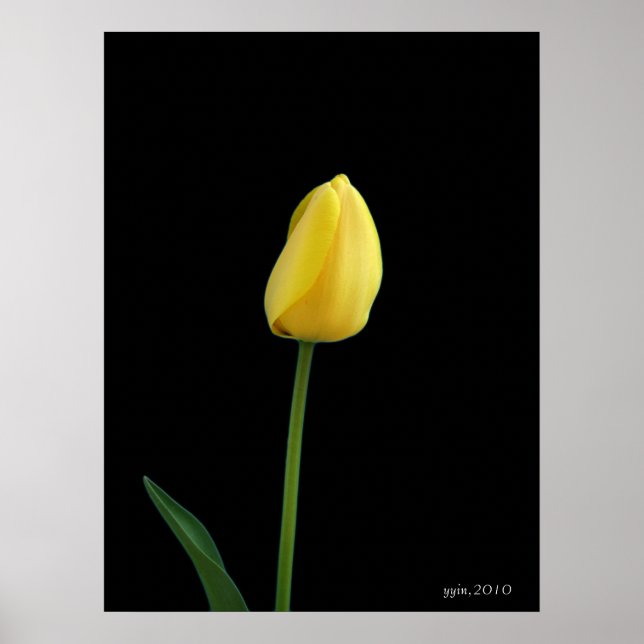Affiche fleur de tulipe jaune simple (Devant)