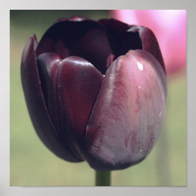 Affiche Fleur de tulipe pourpre foncé (Devant)