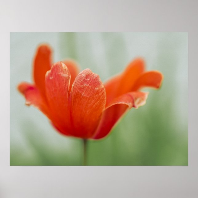 Affiche Fleur de Tulipe Rouge en Gros Plan Photographie de (Devant)