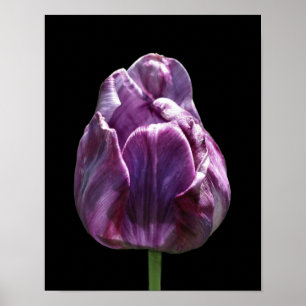 Affiche Fleur de tulipe violette