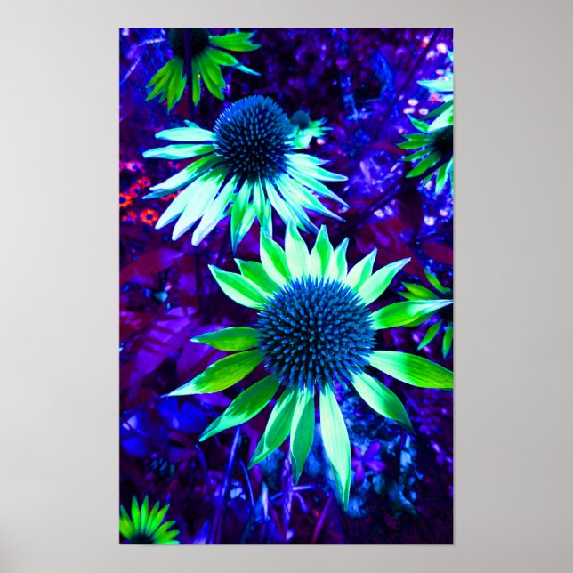 Affiche Fleur d'échinacée de confleur orientale (Devant)