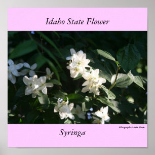 Affiche Fleur d'état de l'Idaho, le Syringa