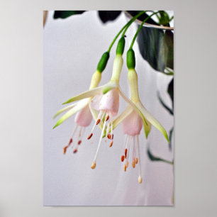 Affiche Fleur d'été Fuchsia Hawkshead blanc
