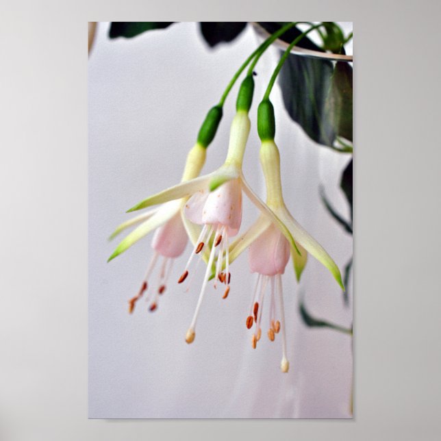 Affiche Fleur d'été Fuchsia Hawkshead blanc (Devant)