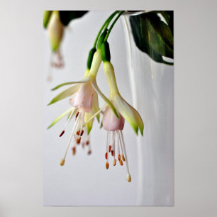 Affiche Fleur d'été Fuchsia Hawkshead blanc