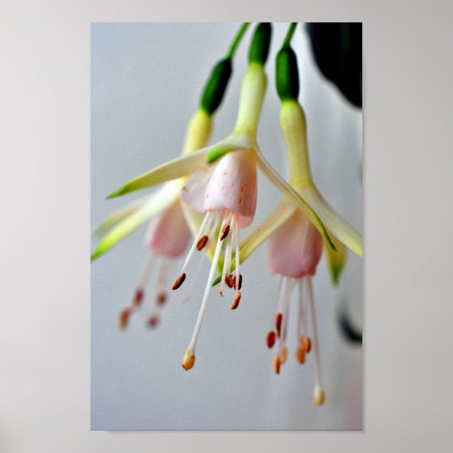 Affiche Fleur d'été Fuchsia Hawkshead blanc (Devant)