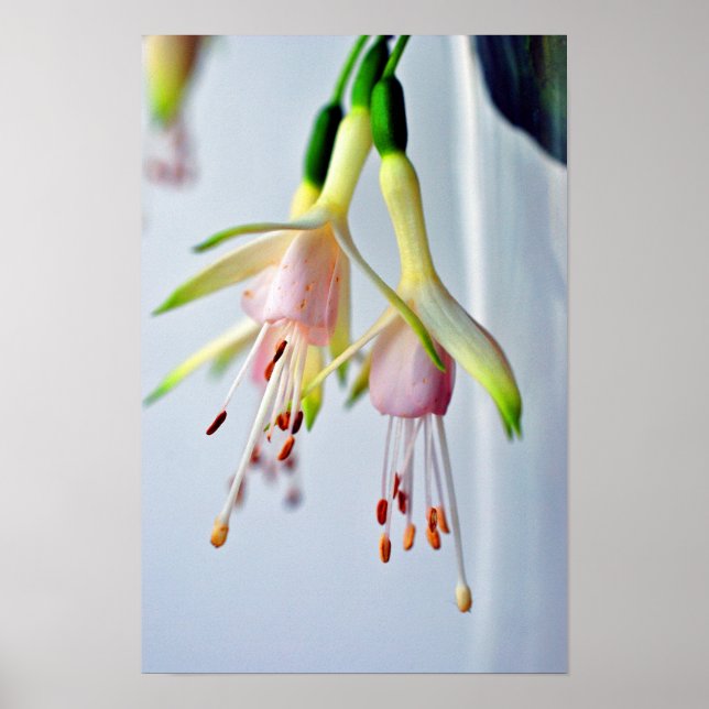 Affiche Fleur d'été Fuchsia Hawkshead blanc (Devant)