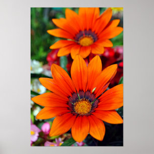 Affiche Fleur d'été Orange Gazania