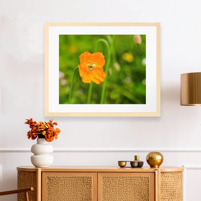Affiche Fleur d'été Orange Poppy en Fleur sur Fond Vert Ph (Please note: This image is a digital mockup. The product may not be in scale.)