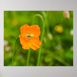 Affiche Fleur d'été Orange Poppy en Fleur sur Fond Vert Ph