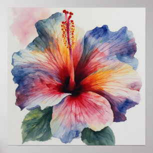 Affiche Fleur d'Hibiscus