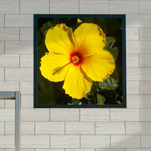 Affiche Fleur d'Hibiscus jaune petite