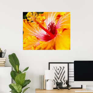 Affiche Fleur d'Hibiscus Orange Vue Latérale 30x24