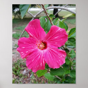 Affiche Fleur d'Hibiscus, photo, Fuchsia Hibiscus NYC