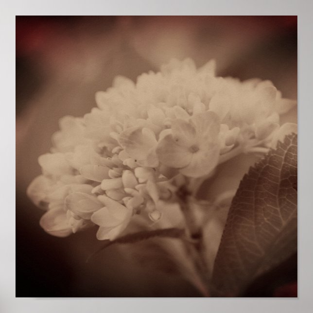 Affiche Fleur D'Hydrangée À Sepia Vintage (Devant)