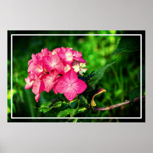 Affiche Fleur d'Hydrangée Rose Nature-34694