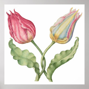 Affiche Fleur d'illustration botanique vintage Tulip
