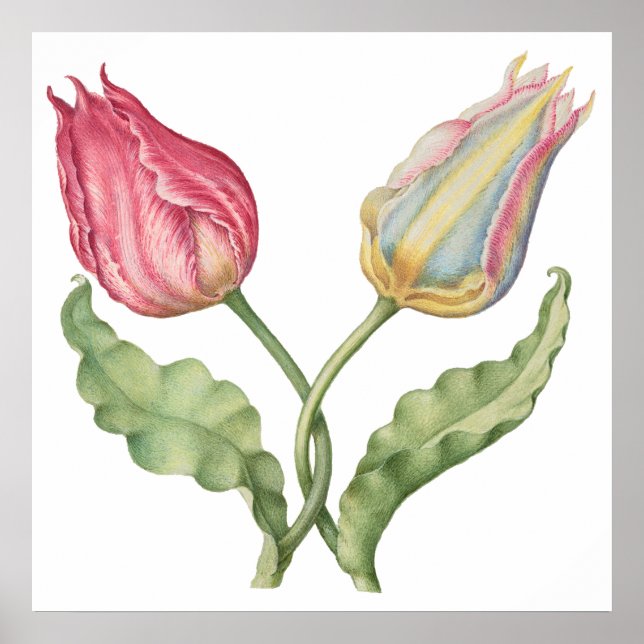 Affiche Fleur d'illustration botanique vintage Tulip (Devant)