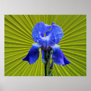Affiche Fleur d'Iris