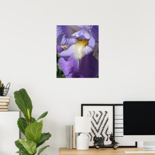 Affiche Fleur d'Iris à barbe violette