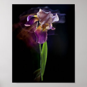 Affiche Fleur d'iris abstraite – Art floral élégant