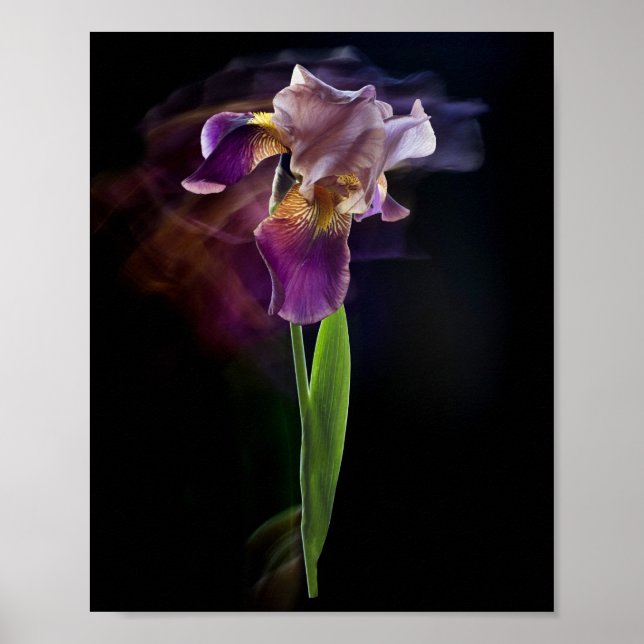 Affiche Fleur d'iris abstraite – Art floral élégant (Devant)