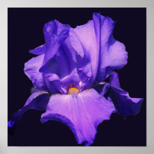Affiche Fleur d'Iris barbu pourpre