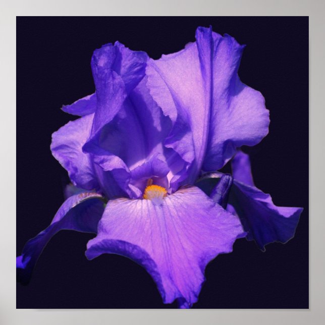 Affiche Fleur d'Iris barbu pourpre (Devant)