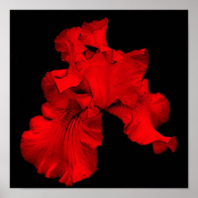 Affiche Fleur d'iris barbu rouge vif (Devant)