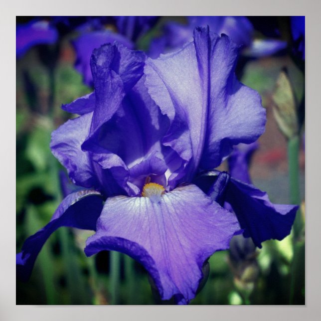 Affiche Fleur d'iris barbu violet (Devant)
