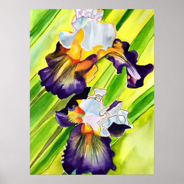 Affiche Fleur d'iris floral aquarelle (Devant)