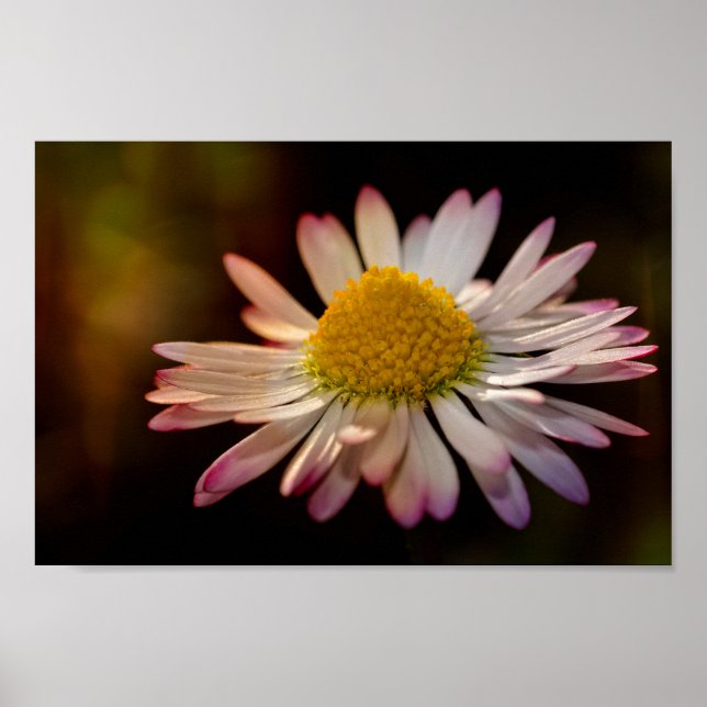 Affiche Fleur d'oie (Devant)