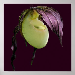 Affiche Fleur d'orchidée blanche