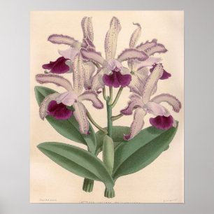 Affiche Fleur d'orchidée Cattleya Guttata vintage