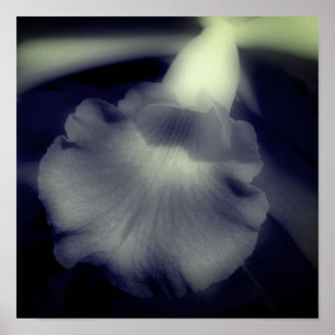 Affiche Fleur d'orchidée Contraste élevé Noir et Blanc 