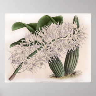 Affiche Fleur d'orchidée Dendrobium hillii vintage