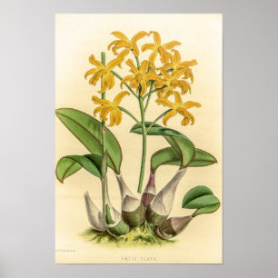 Affiche Fleur d'orchidée Laelia Flava vintage