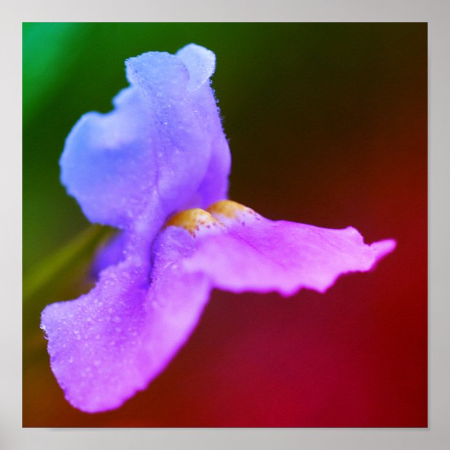 Affiche Fleur d'orchidée sauvage  (Devant)